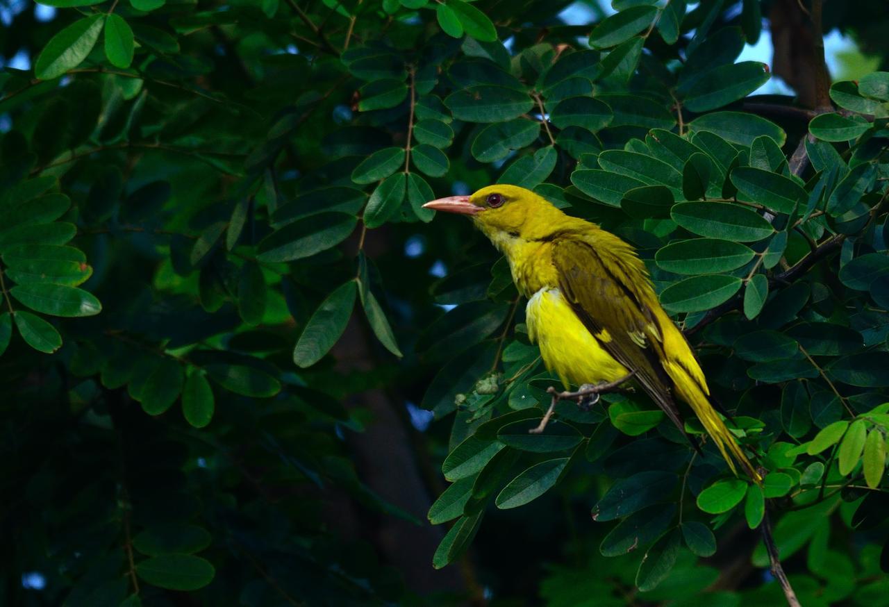 Nature Resort Agra  Exteriör bild